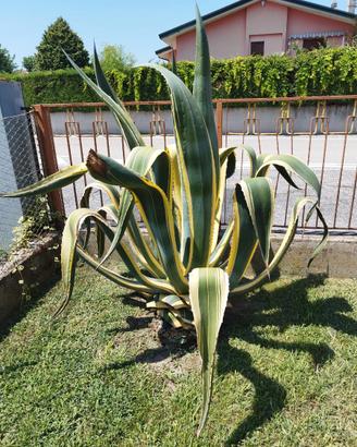 pianta di agave