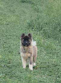 Cucciolo Akita Americano
