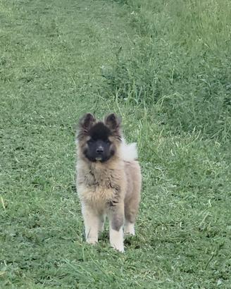 Cucciolo Akita Americano