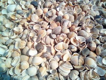 stock 4kg conchiglie shell bivalve rigate