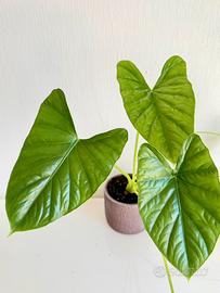 Alocasia Lukiwan