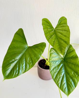 Alocasia Lukiwan