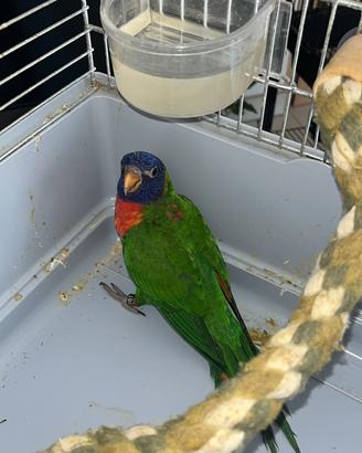 Lori arcobaleno