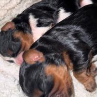 Cavalier king ped enci femminucce