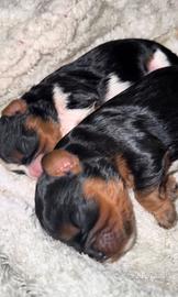 Cavalier king ped enci femminucce