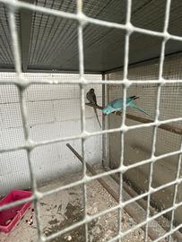 Parrocchetti dal collare