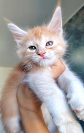 Femminuccia Maine coon Red Silver