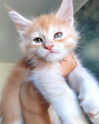 Femminuccia Maine coon Red Silver