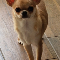 Chihuahua femmina