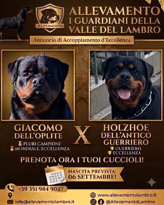 Rottweiler alta genealogia
