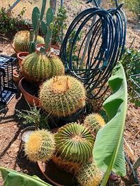 Echinocactus grusonii