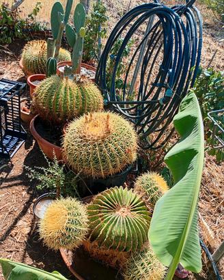 Echinocactus grusonii