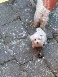 Maltese