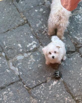 Maltese