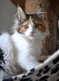 Cuccioli di Maine coon