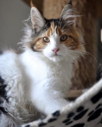 Cuccioli di Maine coon