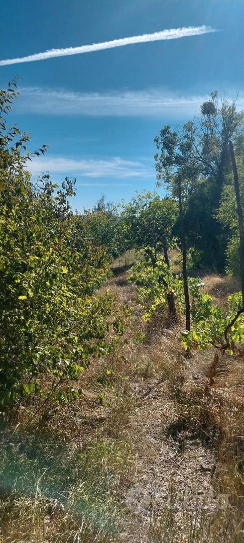 Terreno Agricolo con frutteto e fabbricati - Vista 4