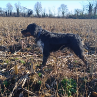 Cuccioli di Epagneul Breton