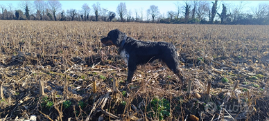 Cuccioli di Epagneul Breton