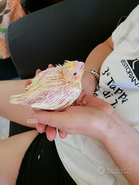 PAPPAGALLI, CALOPSITE compagni affettuosi gioiosi