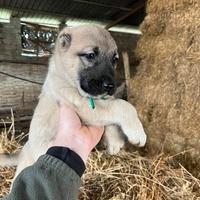 Cucciole kangal