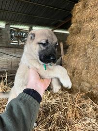 Cucciole kangal