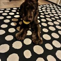 Cocker maschio con pedigree per accoppiamento