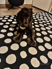 Cocker maschio con pedigree per accoppiamento