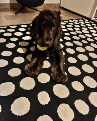 Cocker maschio con pedigree per accoppiamento