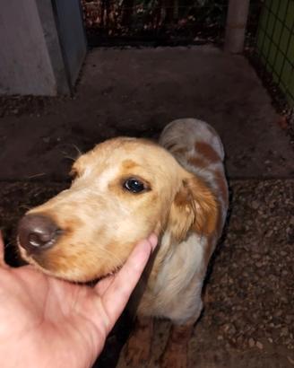 Incrocio Breton setter