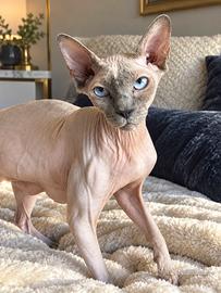 SPLENDIDA GATTA SPHYNX – 1 ANNO E MEZZO 🐾