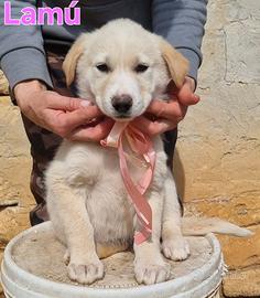 Lamu' cucciola femmina