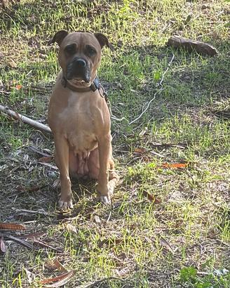 Cagnolina Pitbull