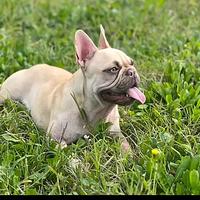Bulldog francese femmina