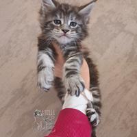 Cucciolo maine coon