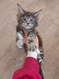 Cucciolo maine coon