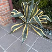 Agave gigante