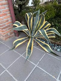 Agave gigante