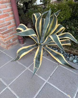 Agave gigante