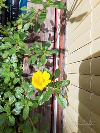 Ludwigia
