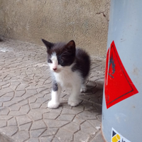 Gattino bianco e nero
