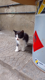 Gattino bianco e nero