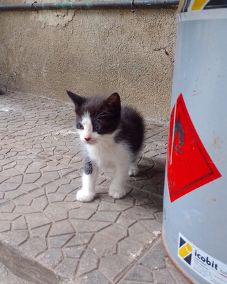 Gattino bianco e nero