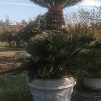 Cycas revoluta adulta