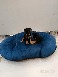 Cuccioli di pincher chihuahua