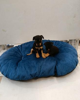 Cuccioli di pincher chihuahua