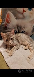 Gattino Gigi