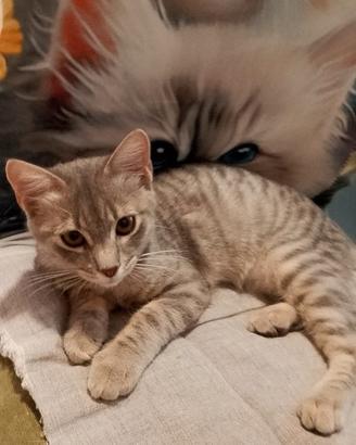 Gattino Gigi