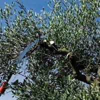 Legna da potatura di ulivo