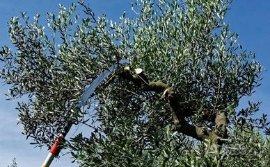 Legna da potatura di ulivo